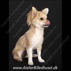 Chihuahua Chi Chi