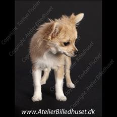 Chihuahua Chi Chi