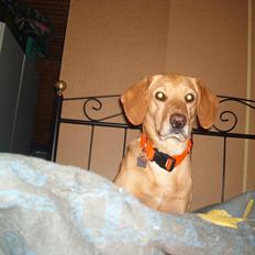 Blanding af racer Futte ( Odie)