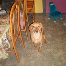 Blanding af racer Futte ( Odie)