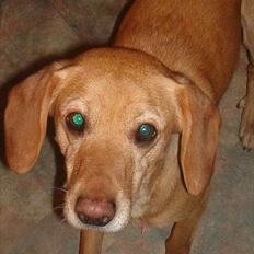 Blanding af racer Futte ( Odie)