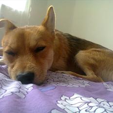 Blanding af racer Viggo