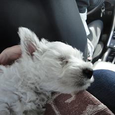 West highland white terrier Pepsi Max