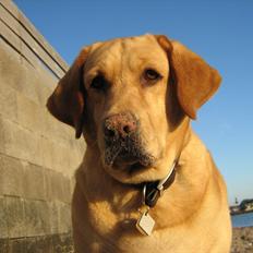 Labrador retriever Molly