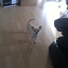 Chihuahua Bygstubben's little Flora girl.