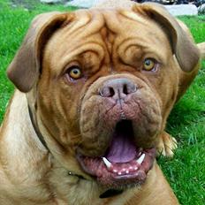 Dogue de bordeaux Ronja