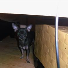 Chihuahua mini