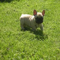 Fransk bulldog Clara