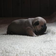 Fransk bulldog Clara