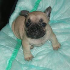 Fransk bulldog Clara