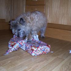 Cairn terrier Dondie  1993-2008