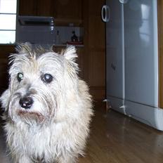 Cairn terrier Dondie  1993-2008