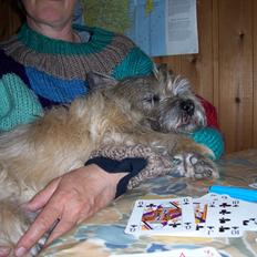 Cairn terrier Dondie  1993-2008