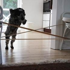 Cocker spaniel | Smila