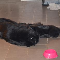 Newfoundlænder Ingrid (Star Qaulity's)