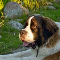 Sankt bernhardshund Newton 