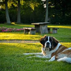 Sankt bernhardshund Newton 