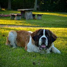 Sankt bernhardshund Newton 