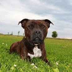 Staffordshire bull terrier Carlos 
