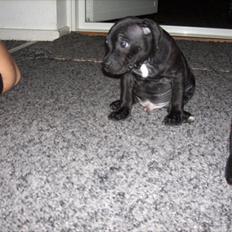 Staffordshire bull terrier Bob