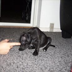 Staffordshire bull terrier Bob