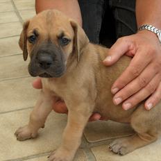 Grand danois Pixi Bella