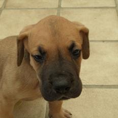 Grand danois Pixi Bella