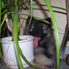 Keeshond Yogi