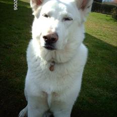 Schæferhund Silver hvid Schæferhund (aflivet)