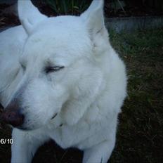 Schæferhund Silver hvid Schæferhund (aflivet)