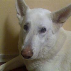 Schæferhund Silver hvid Schæferhund (aflivet)