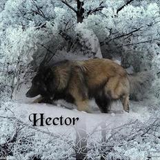 Tervueren Hector