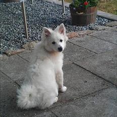 Volpino italiano Timmie