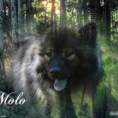 Eurasier Kærlundegård's V-Molo