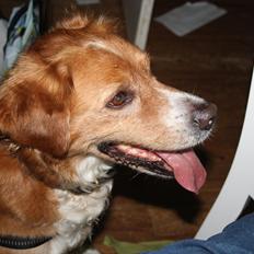 Nova scotia duck tolling retriever Chang