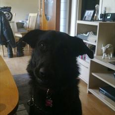 Blanding af racer Maggie