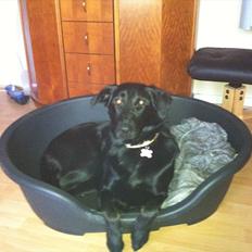 Blanding af racer Maggie