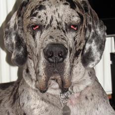 Grand danois Hugo
