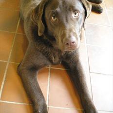 Labrador retriever Bob