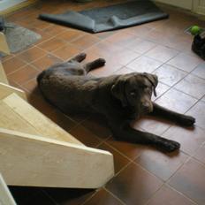 Labrador retriever Bob