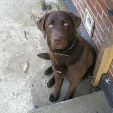 Labrador retriever Bob