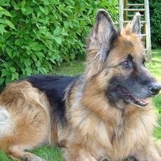 Schæferhund Team-Dika´s Britney