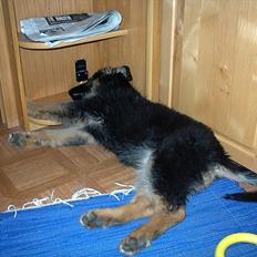 Schæferhund Team-Dika´s Britney