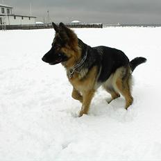 Schæferhund Team-Dika´s Britney