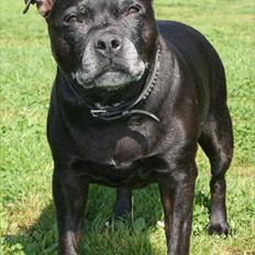 Staffordshire bull terrier Mille