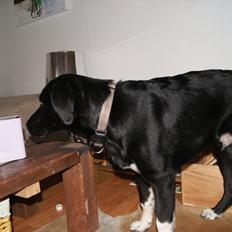 Blanding af racer Kango