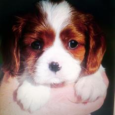 Cavalier king charles spaniel Yadi 