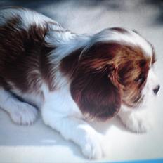 Cavalier king charles spaniel Yadi 