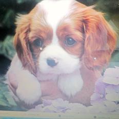 Cavalier king charles spaniel Yadi 