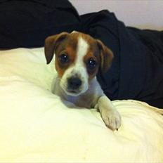 Blanding af racer Mira